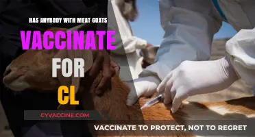 Meat Goat Vaccination: Experiences with CL Prevention Strategies