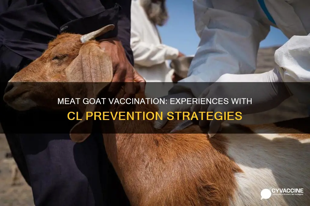 has anybody with meat goats vaccinate for cl