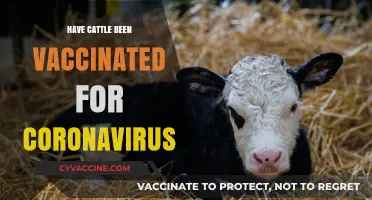 Cattle and Coronavirus: Vaccination Status and Implications for Farmers