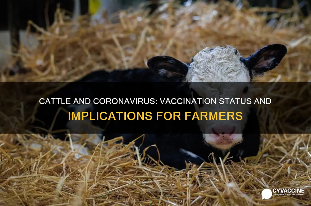 have cattle been vaccinated for coronavirus