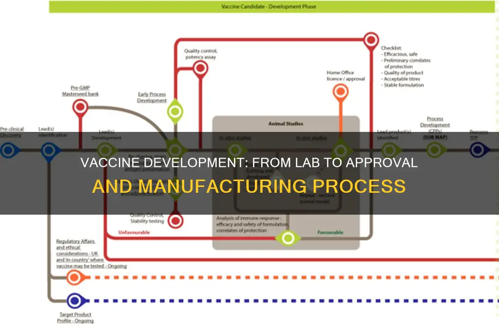 how a vaccine is developed approved and manufactr