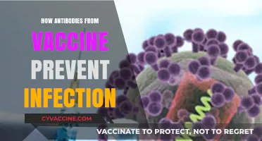 Vaccine Antibodies: How They Shield Your Body from Infections