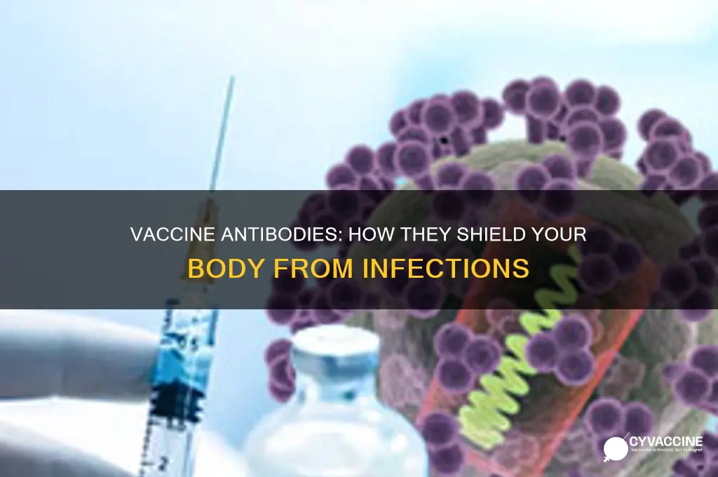 how antibodies from vaccine prevent infection