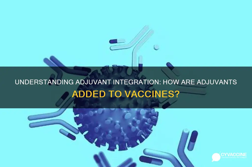 how are adjuvants added to vaccines