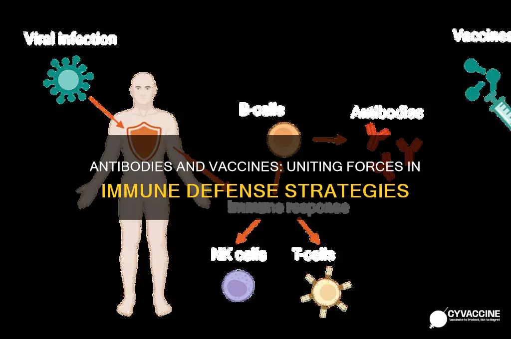 how are antibodies and vaccinations alike