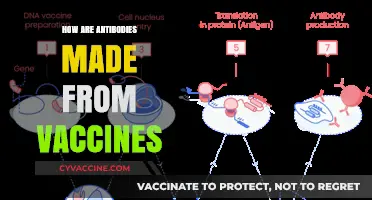 Vaccine-Induced Antibody Production: Unlocking the Science Behind Immunity