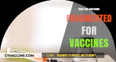 Fragmenting Bacteria: The Science Behind Vaccine Development and Safety