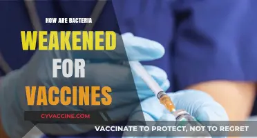 Weakening Bacteria for Vaccines: Methods, Safety, and Effectiveness Explained