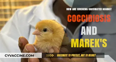 Vaccinating Chickens: Coccidiosis and Marek's Disease Prevention Methods