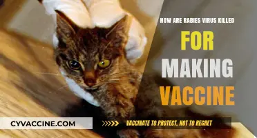How Rabies Vaccines Are Made: Inactivating the Virus Safely