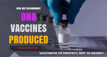 Recombinant DNA Vaccines: Production Process and Key Techniques Explained