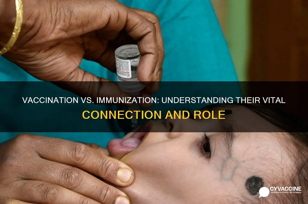 how are vaccination and immunization related