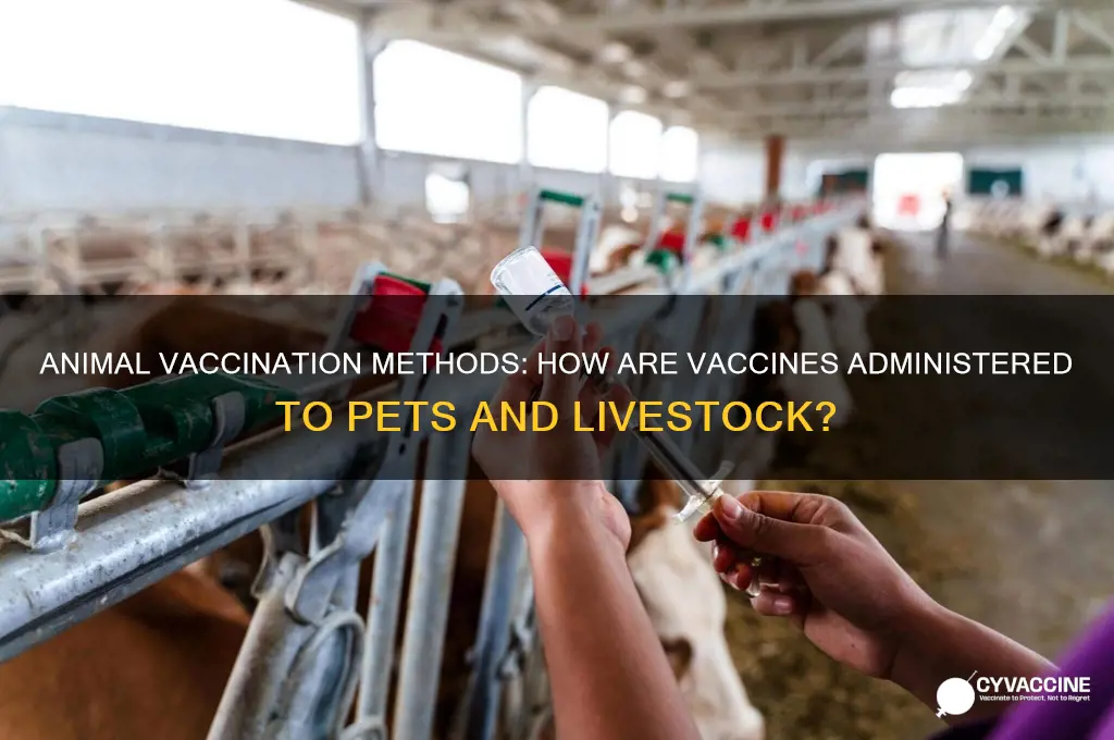 how are vaccines administered to animals