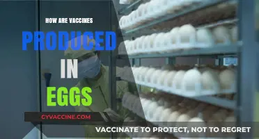 How Vaccines Are Produced in Eggs: A Detailed Production Process