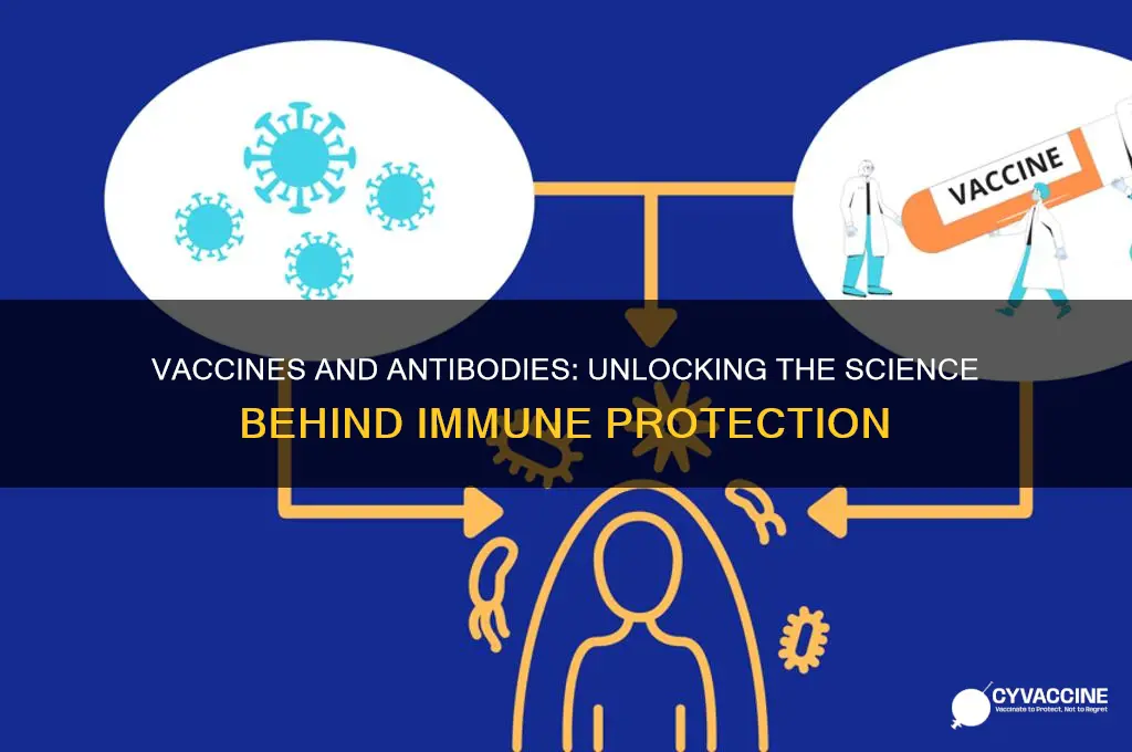 how are vaccines related to antibodies
