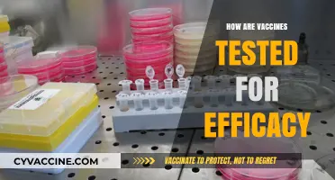Ensuring Safety: The Rigorous Process of Testing Vaccine Efficacy