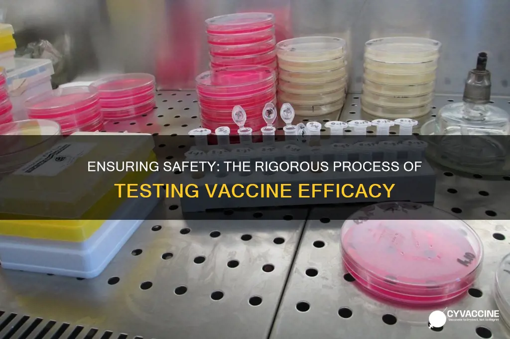 how are vaccines tested for efficacy