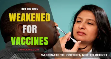Understanding Vaccine Development: How Viruses Are Weakened for Safe Immunization