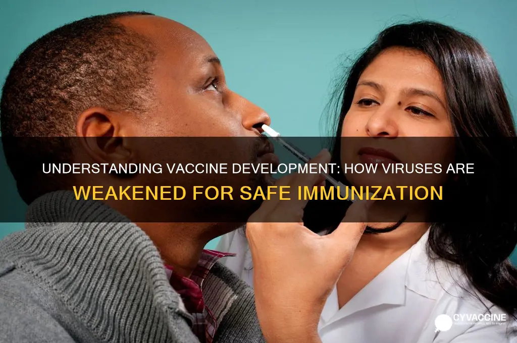 how are virus weakened for vaccines