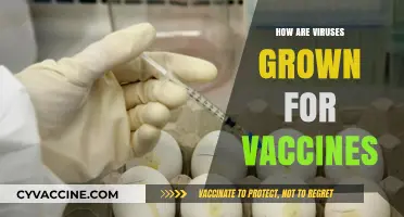 Cultivating Viruses for Vaccines: The Science Behind Safe Immunization