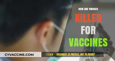 How Vaccines Work: The Science of Killing Viruses Safely