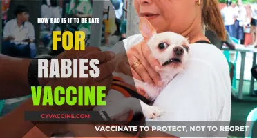 Rabies Vaccine Delays: Risks and Consequences of Being Late