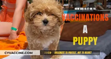 Safe Puppy Vaccination Sizes: What’s the Right Age and Weight?