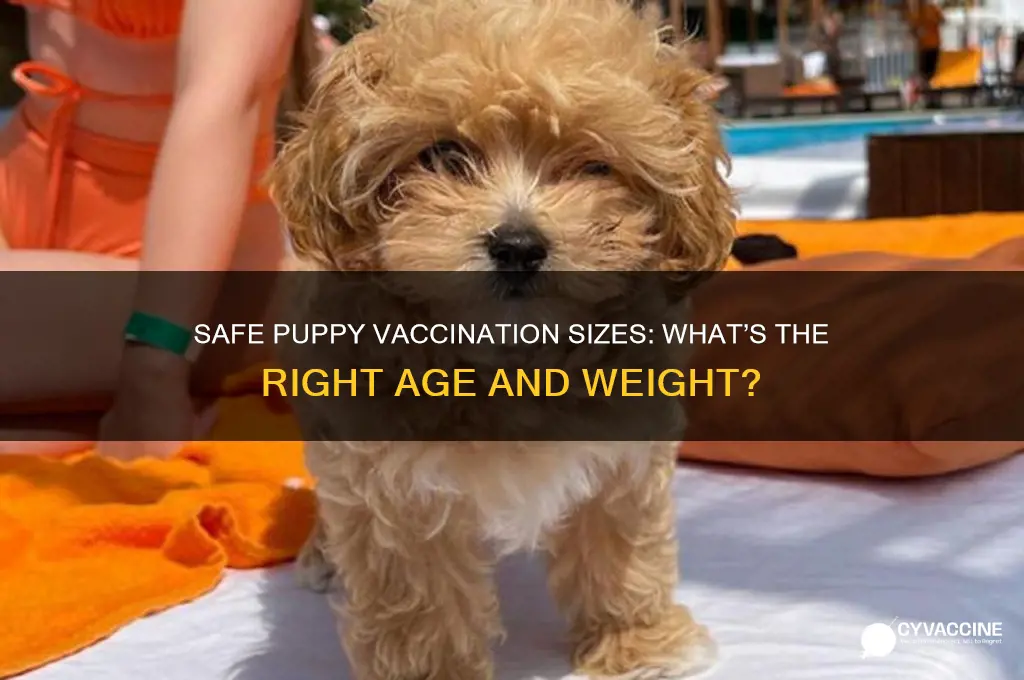 how big is it ok to vaccinations a puppy