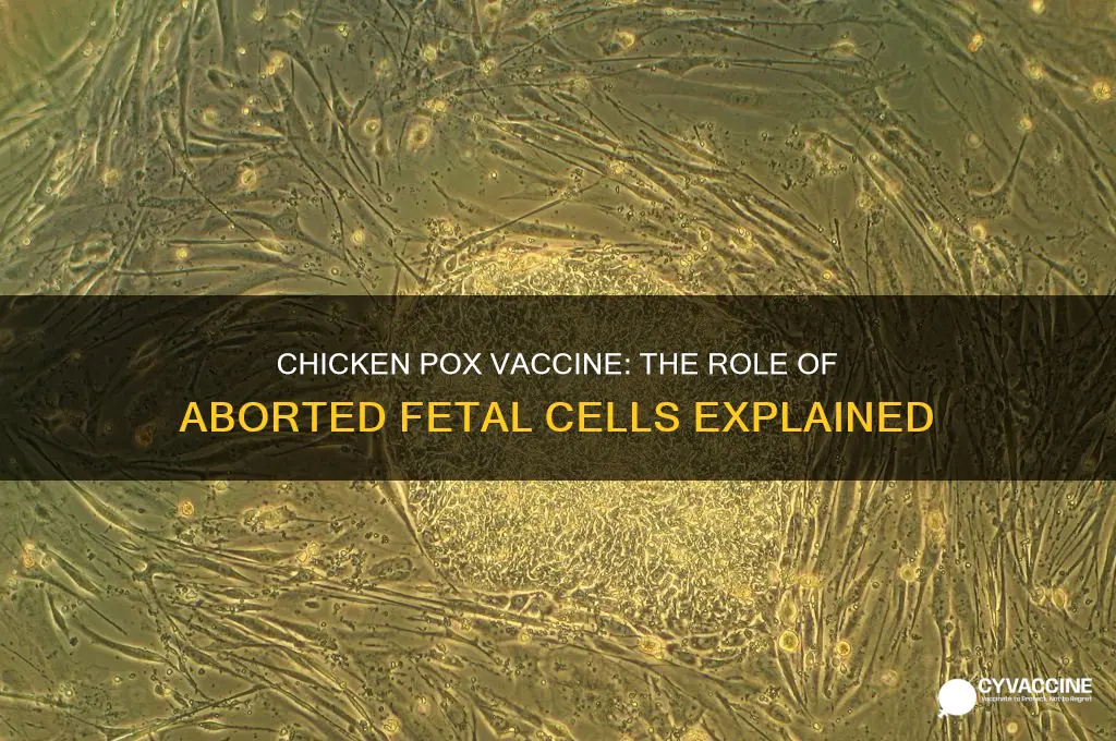 how chicken pox vaccine made in aborted fetal cells