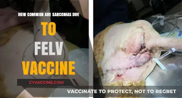 Are Sarcomas Linked to the FeLV Vaccine? Exploring the Risks