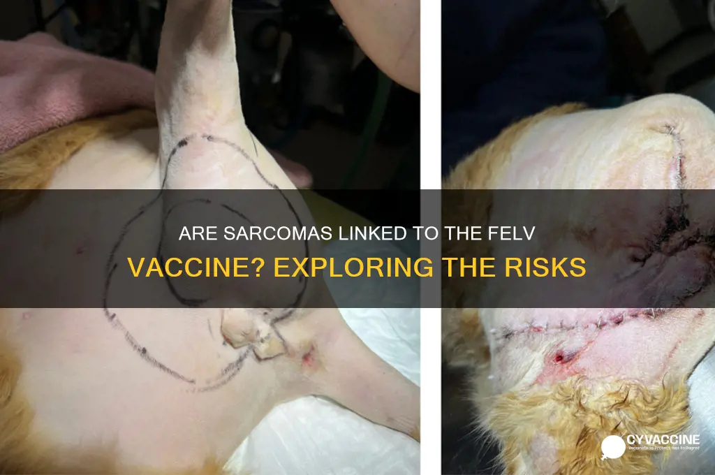 how common are sarcomas due to felv vaccine