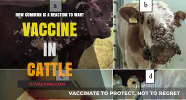 Understanding Wart Vaccine Reactions in Cattle: Frequency and Insights