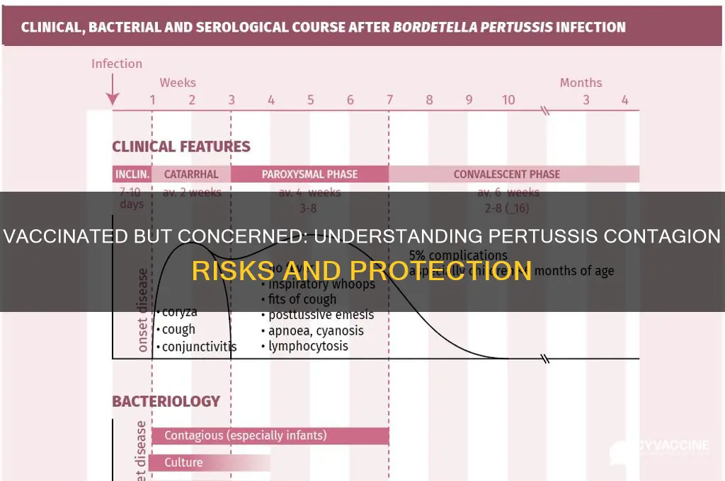 how contagious is pertussis if vaccinated