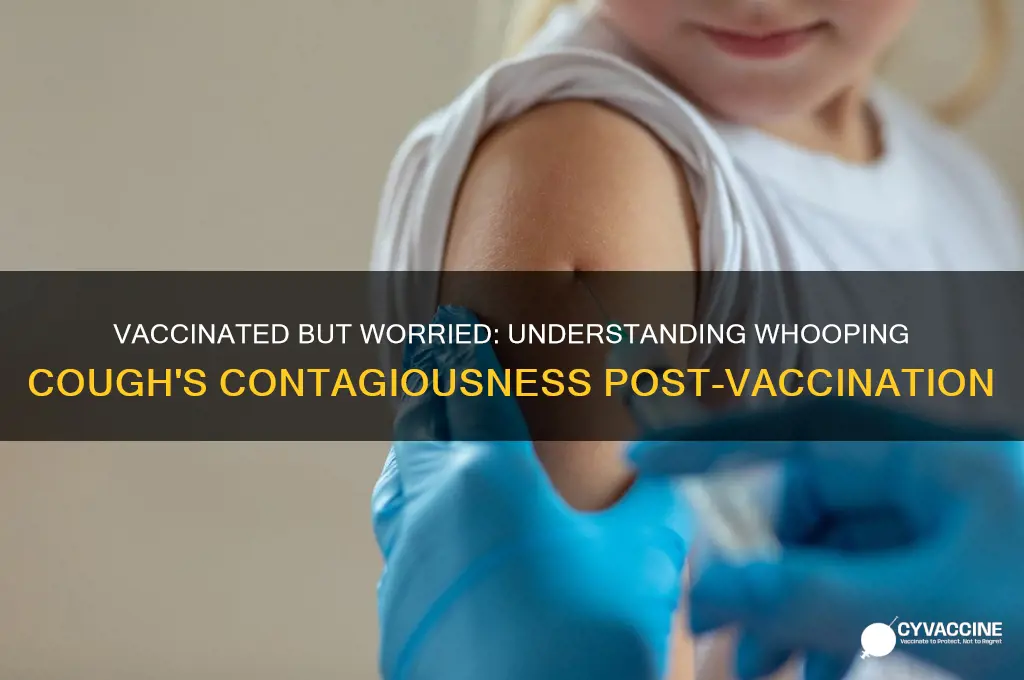 how contagious is whooping cough if you are vaccinated
