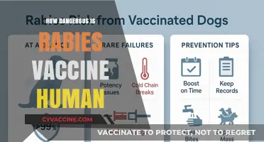 Rabies Vaccine Safety: Debunking Myths and Understanding Potential Risks