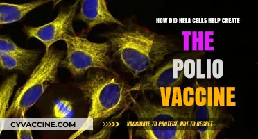 Hela Cells' Role in Developing the Polio Vaccine Breakthrough