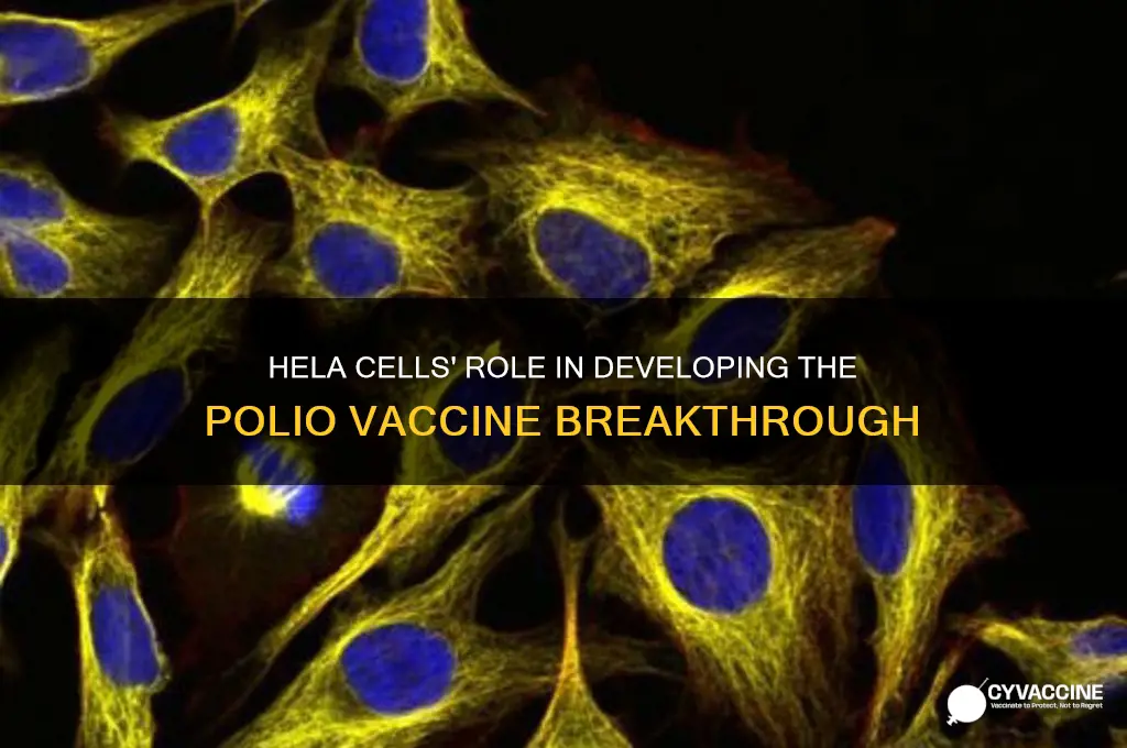 how did hela cells help create the polio vaccine