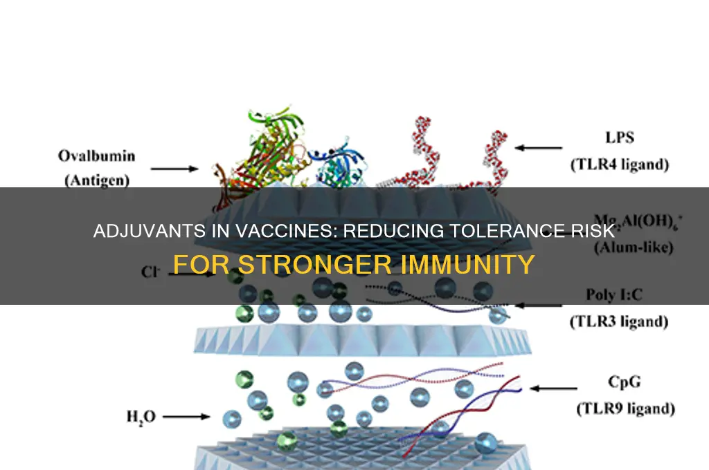 how do adjuvants decrease chance of tolerance in vaccines