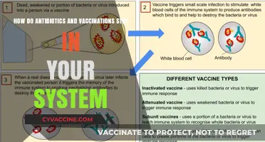 Antibiotics and Vaccines: How Long Do They Stay in Your System?