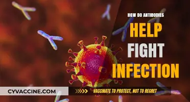 How Antibodies Boost Immunity and Combat Infections Effectively