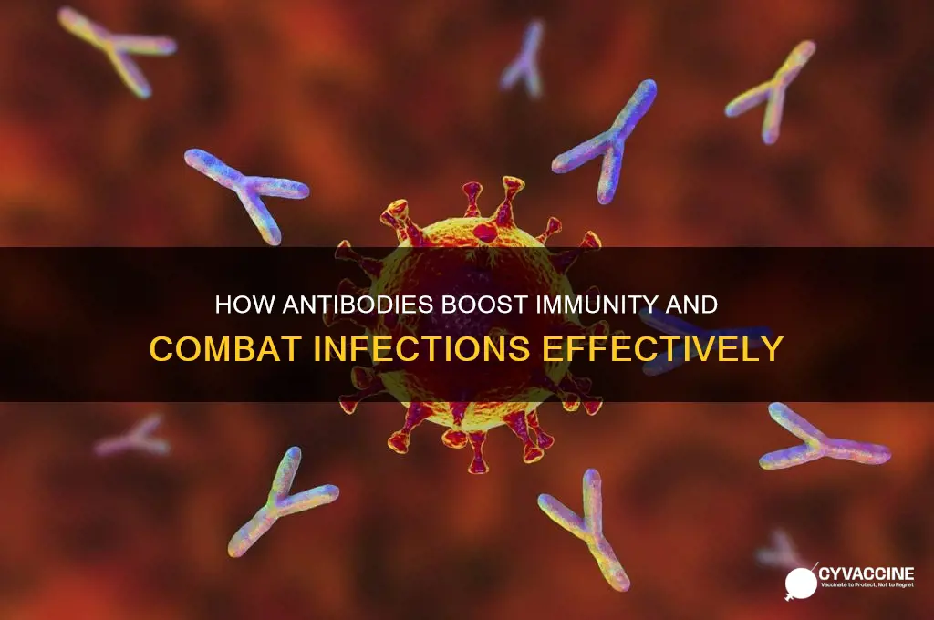 how do antibodies help fight infection