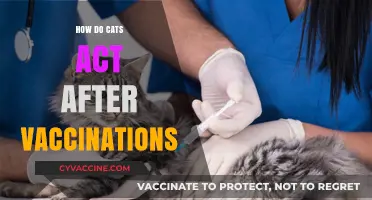 Post-Vaccination Cat Behavior: What to Expect After Your Feline’s Shots