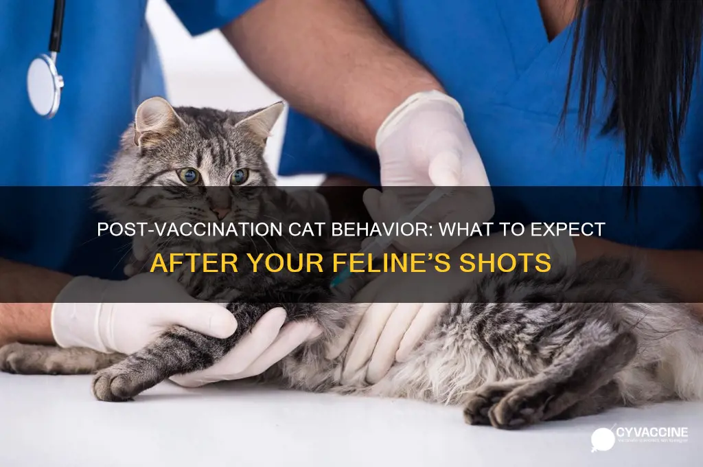how do cats act after vaccinations