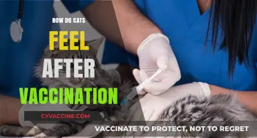 Understanding Post-Vaccination Feelings in Cats: What to Expect