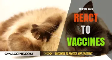 Understanding Cats' Reactions to Vaccines: What Pet Owners Should Know