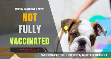 Safe Puppy Exercise Tips: Vaccination-Friendly Activities for Your Young Pup