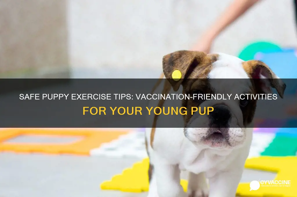 how do i exercise a puppy not fully vaccinated