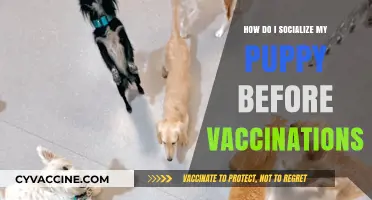 Safe Puppy Socialization Tips Before Vaccinations: A Beginner’s Guide