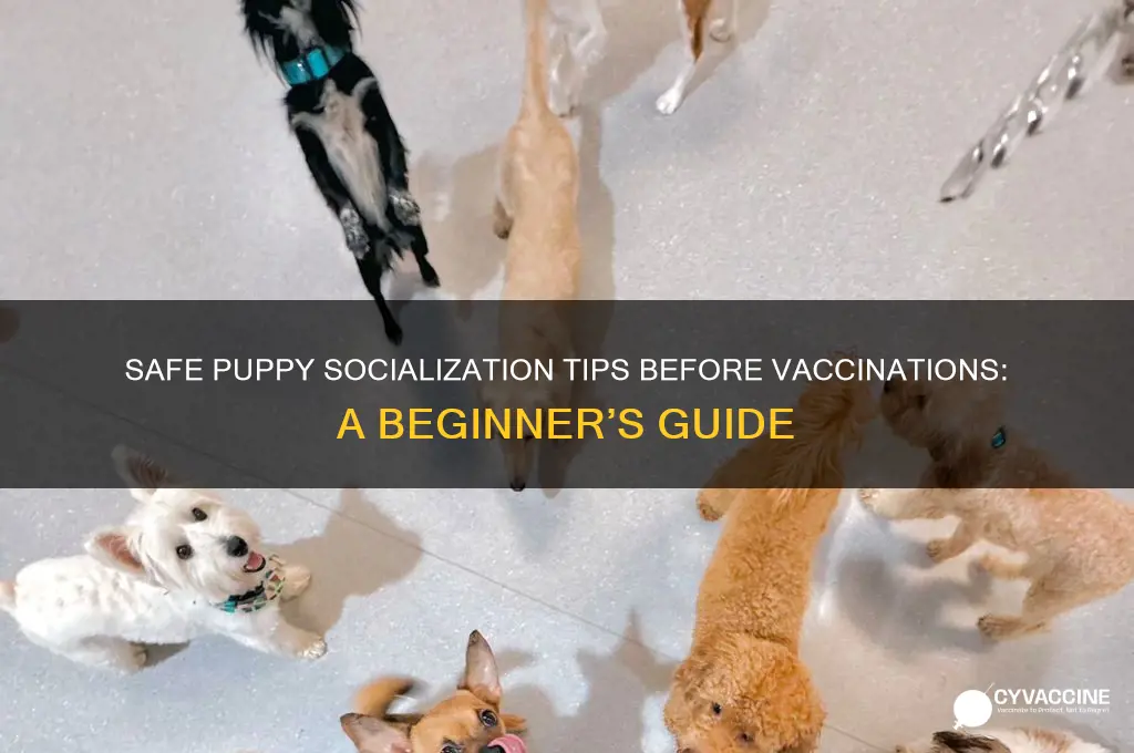 how do i socialize my puppy before vaccinations