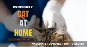 Safe Cat Vaccination at Home: A Step-by-Step Guide for Pet Owners